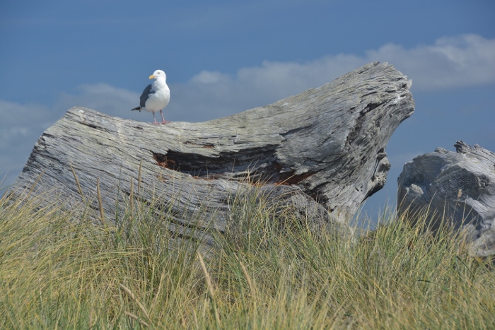 seagull on driftwood